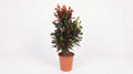 Codiaeum Variegatum 'Mammi' P 27 H 100 cm - 10159 - PlantenShop24