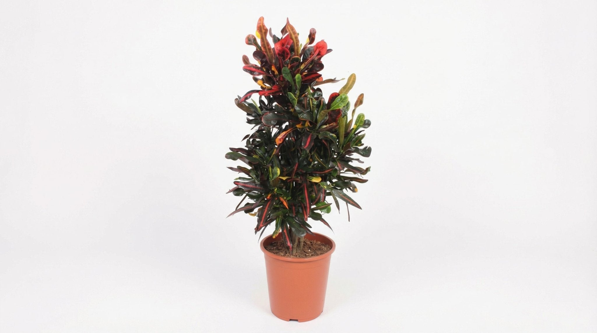 Codiaeum Variegatum 'Mammi' P 27 H 100 cm - 10159 - PlantenShop24