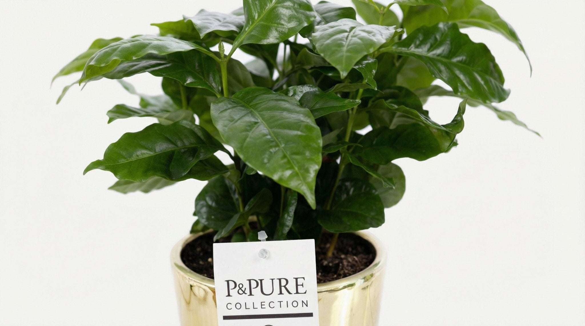 Coffea Arabica 'Pure Laryssa Ceramics Shiny Gold' (met pot) P 12 H 20 cm - 53335 - PlantenShop24
