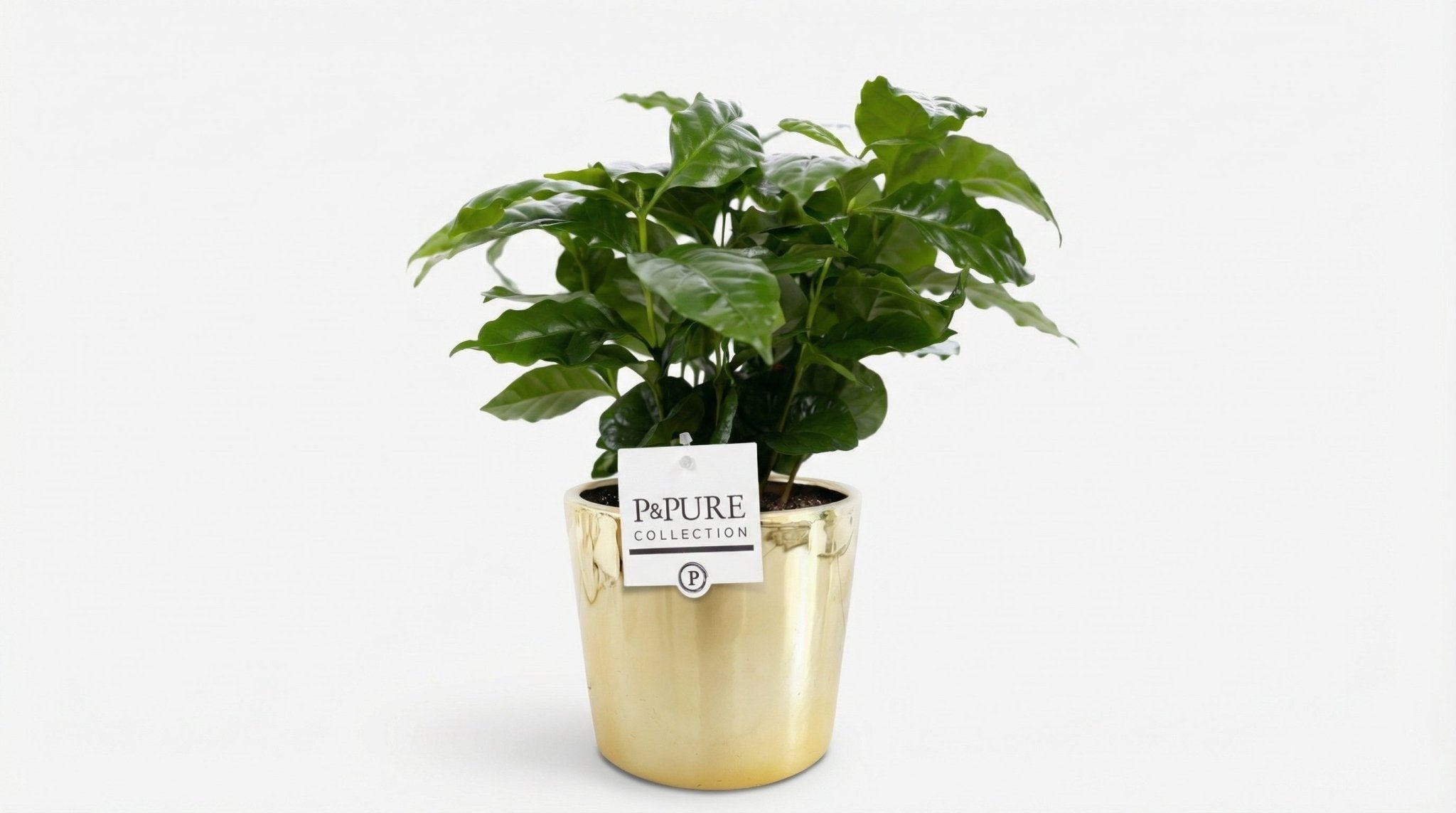 Coffea Arabica 'Pure Laryssa Ceramics Shiny Gold' (met pot) P 12 H 20 cm - 53335 - PlantenShop24