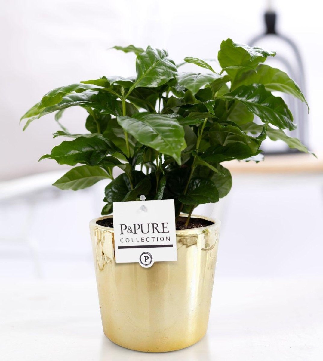 Coffea Arabica 'Pure Laryssa Ceramics Shiny Gold' (met pot) P 12 H 20 cm - 53335 - PlantenShop24