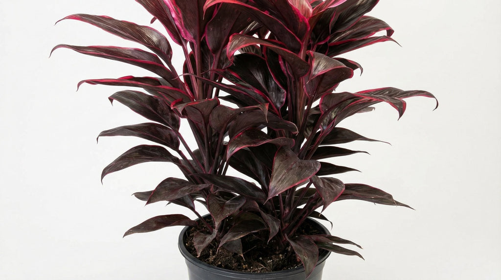 Cordyline Mambo P 19 H 55 cm - 9969 - PlantenShop24
