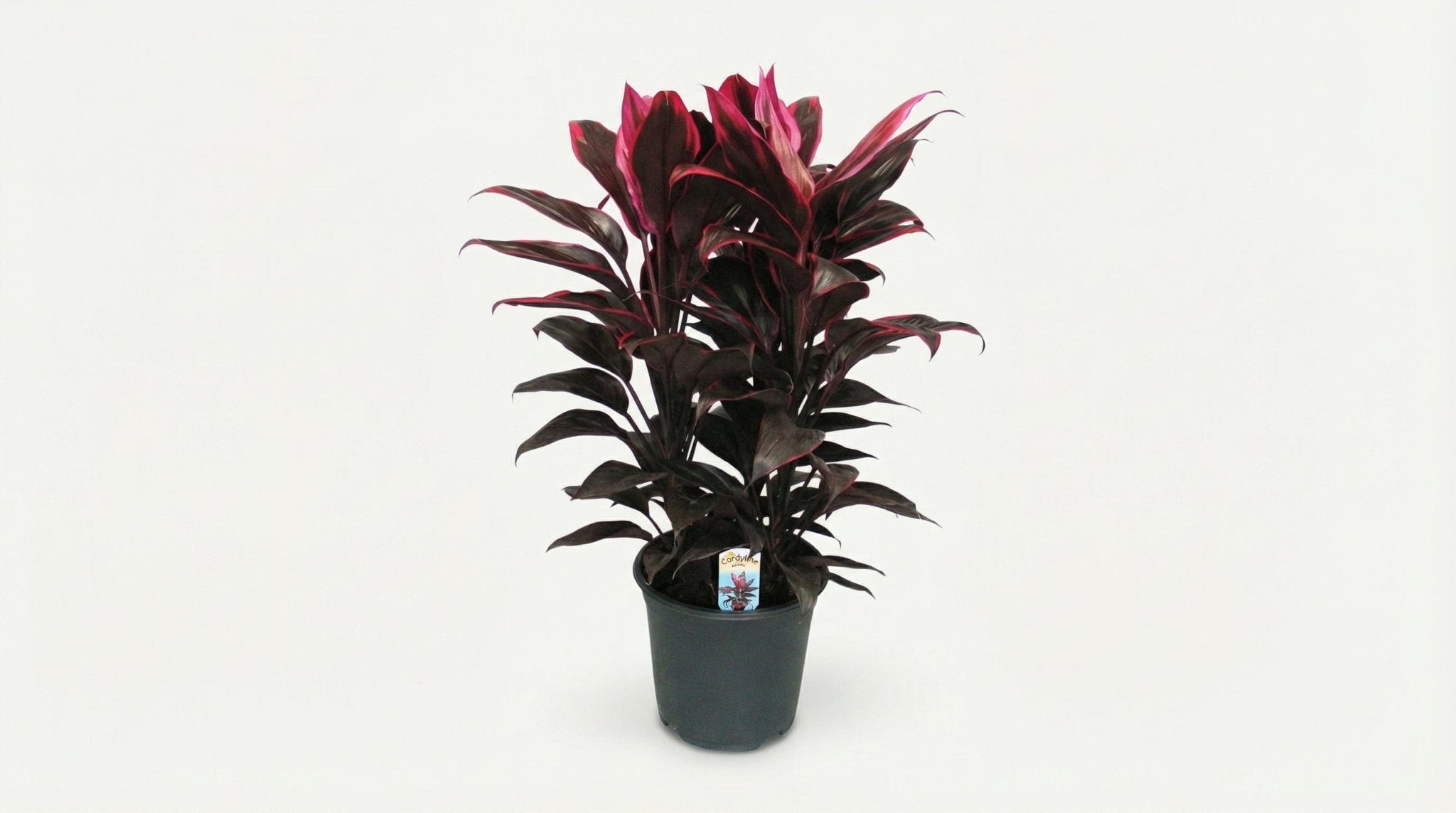 Cordyline Mambo P 19 H 55 cm - 9969 - PlantenShop24