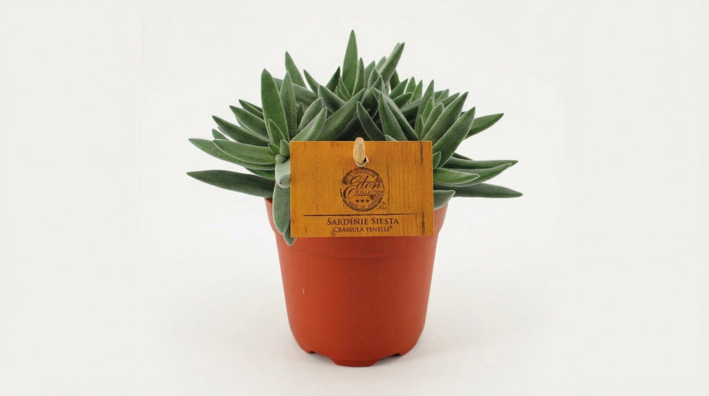 Crassula Tenelli P 10 H 15 cm - 16079 - PlantenShop24