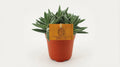 Crassula Tenelli P 10 H 15 cm - 16079 - PlantenShop24