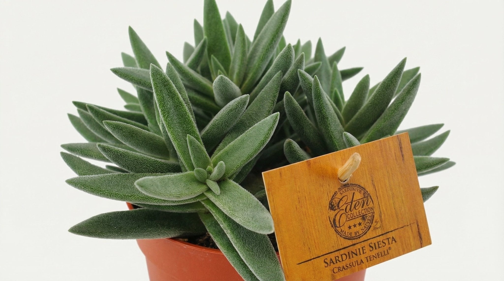 Crassula Tenelli P 10 H 15 cm - 16079 - PlantenShop24