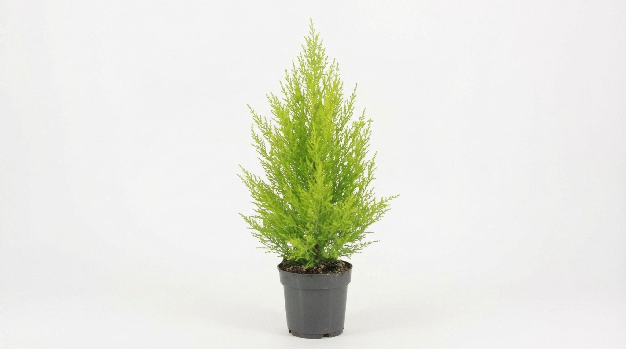 Cupressus Macrocarpa 'Goldcrest Wilma' H 55 cm - 28926 - PlantenShop24