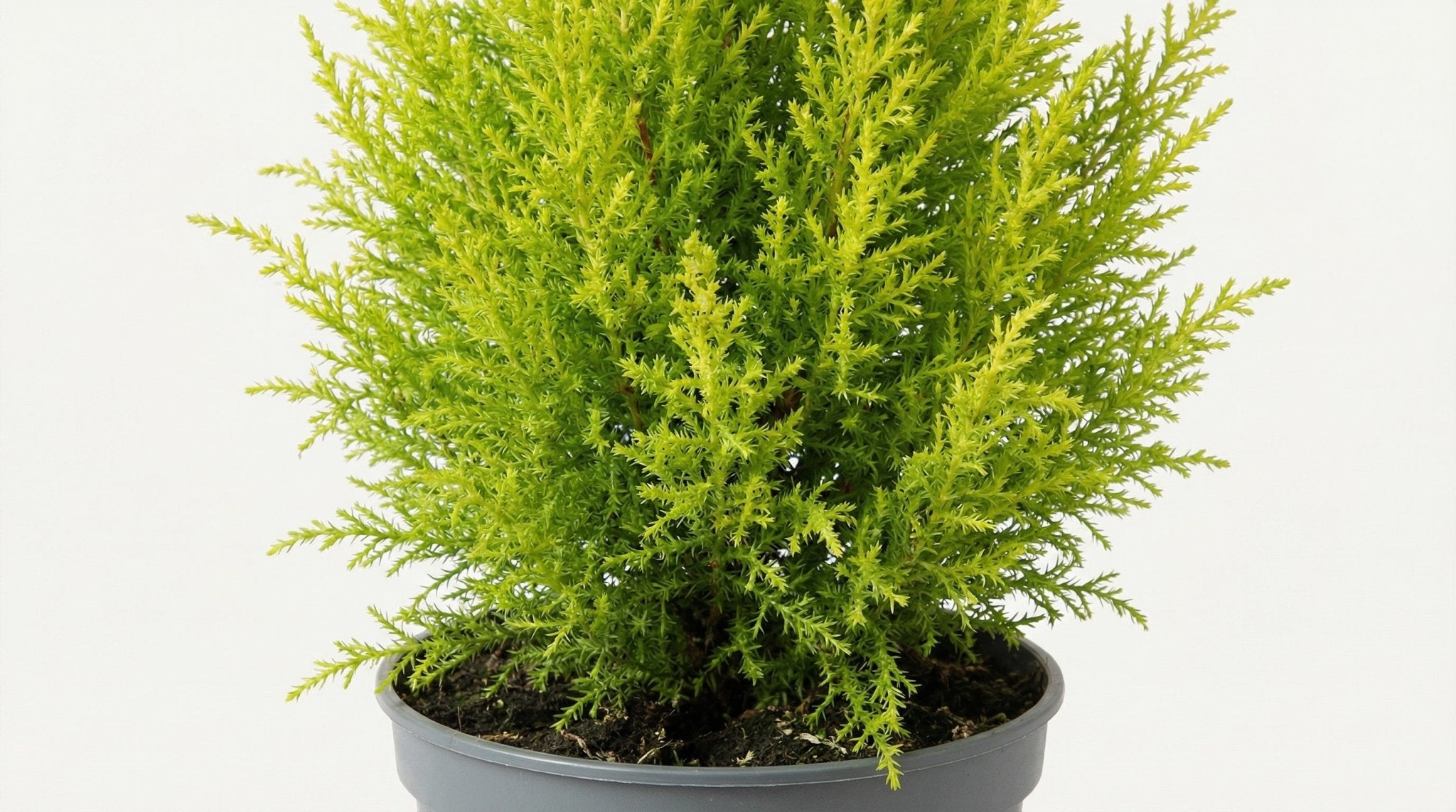 Cupressus Macrocarpa 'Goldcrest Wilma' H 55 cm - 28926 - PlantenShop24