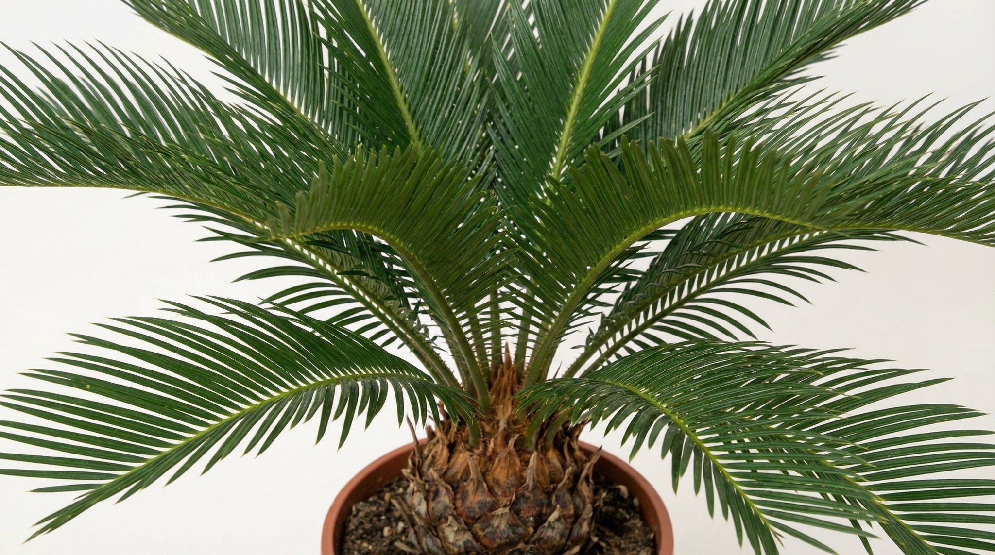 Cycas Revoluta 10+ Blad P 12 H 45 cm - 25367 - PlantenShop24