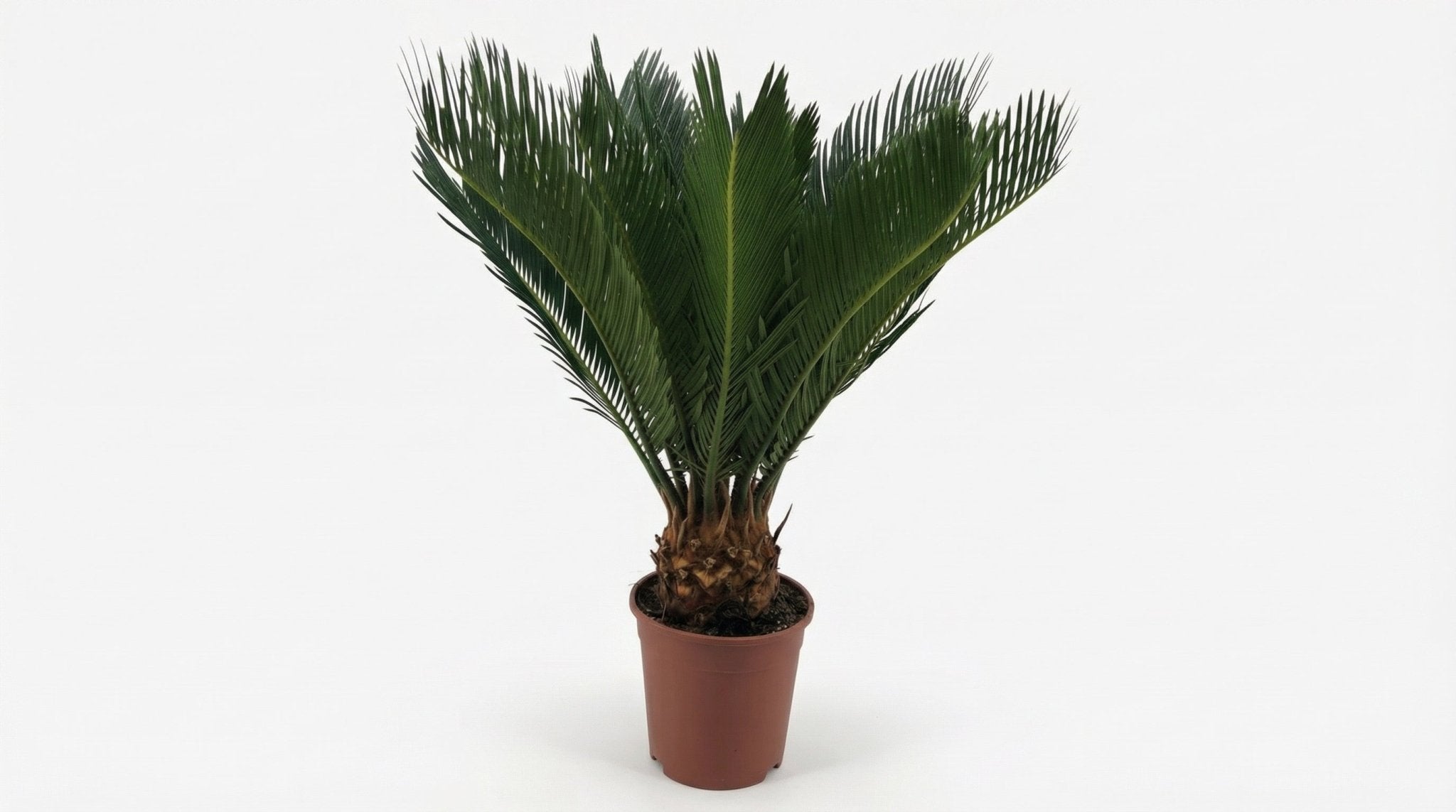Cycas Revoluta 10+ Blad P 12 H 45 cm - 25367 - PlantenShop24