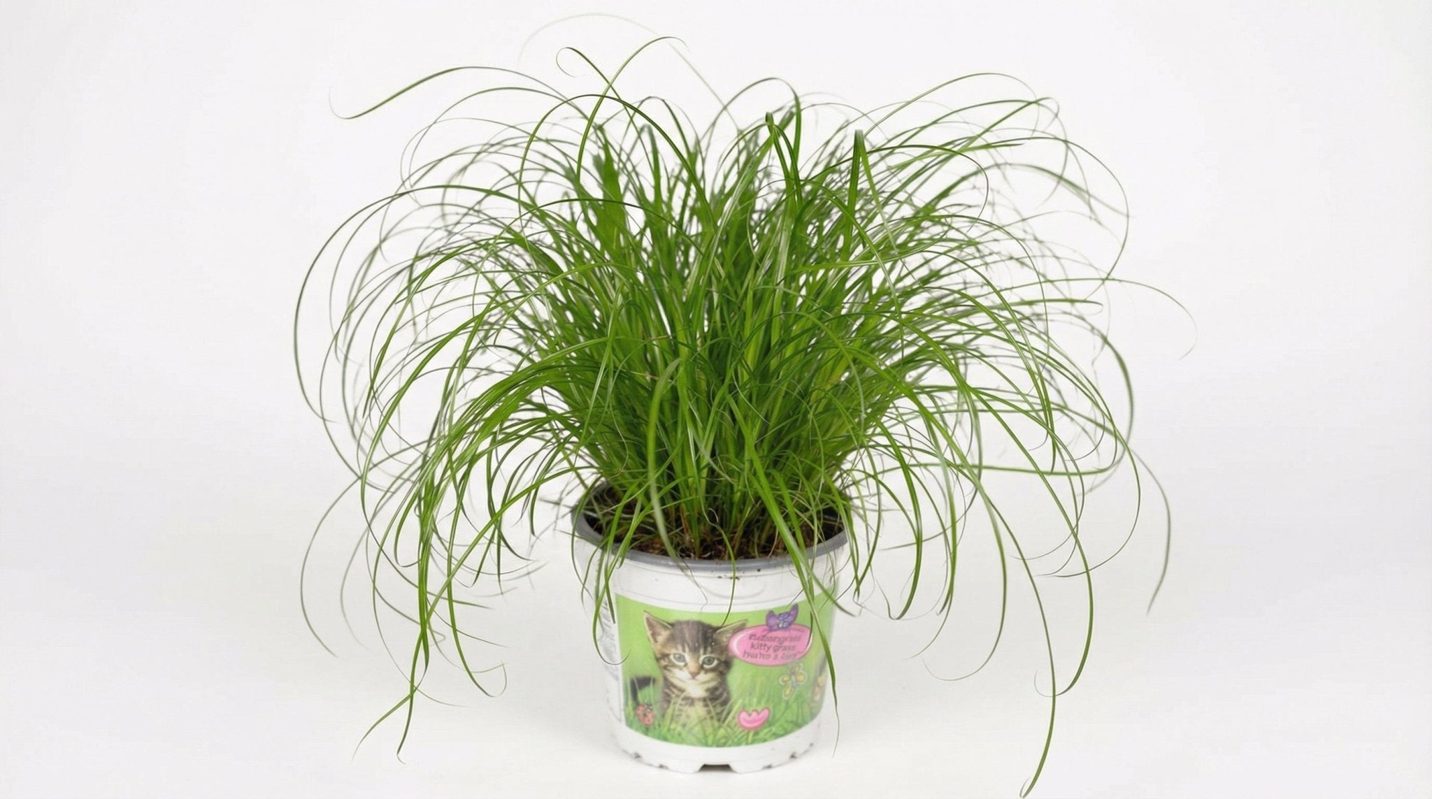 Cyperus Alternifolius (kattengras) P 12 H 20 cm - 2846 - PlantenShop24