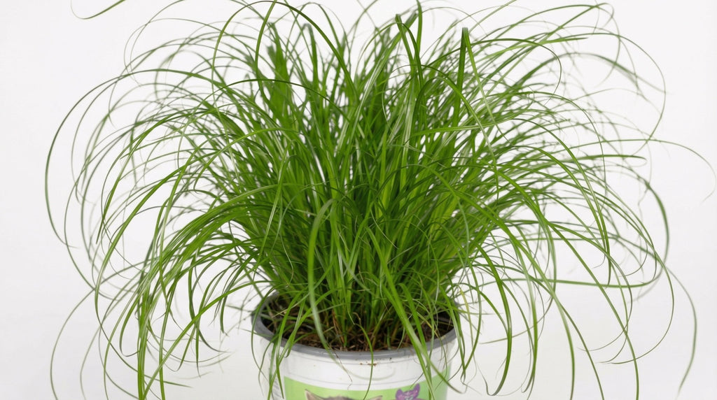 Cyperus Alternifolius (kattengras) P 12 H 20 cm - 2846 - PlantenShop24