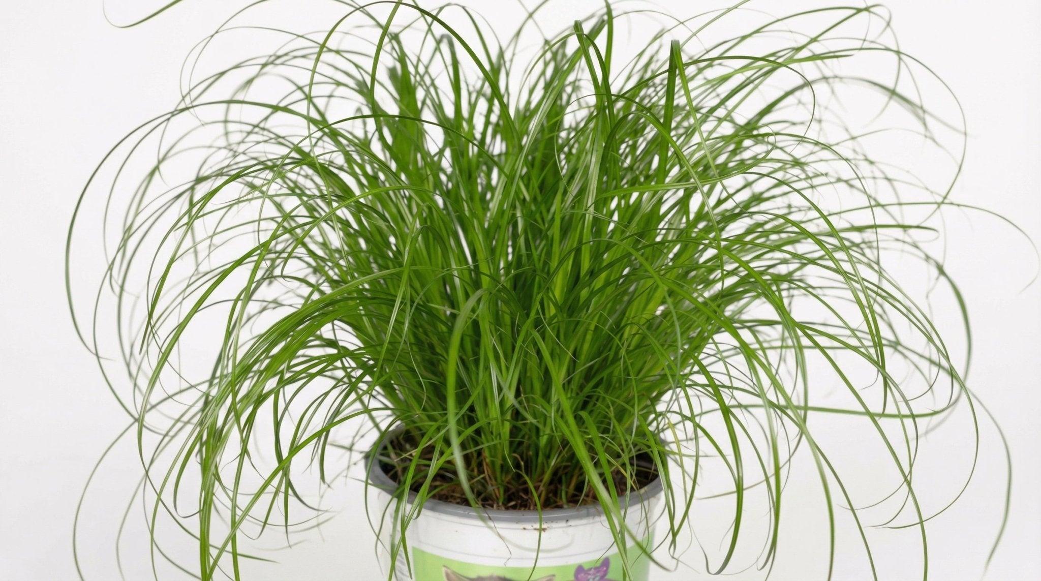 Cyperus Alternifolius (kattengras) P 12 H 20 cm - 2846 - PlantenShop24