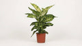 Dieffenbachia Mars P 17 H 50 cm - 2850 - PlantenShop24