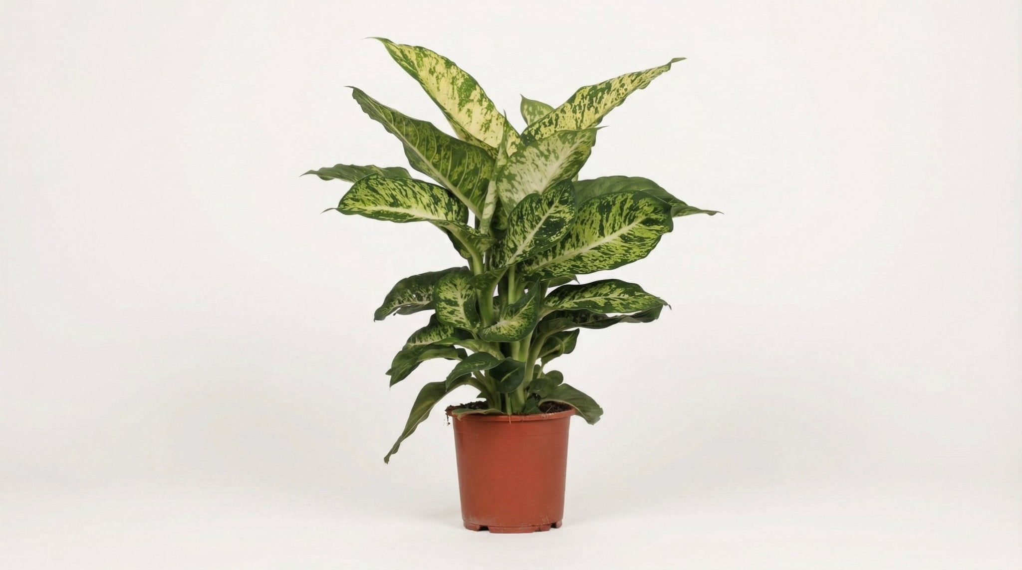 Dieffenbachia Mars P 17 H 50 cm - 2850 - PlantenShop24