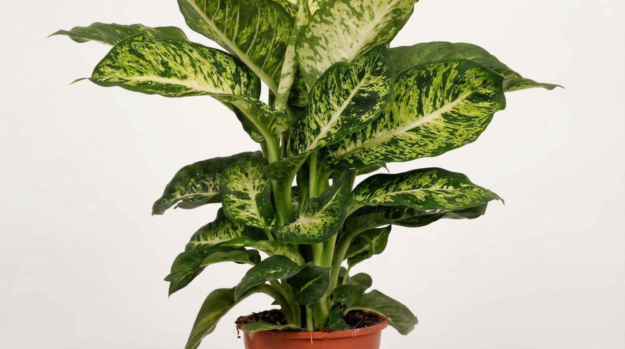 Dieffenbachia Mars P 17 H 50 cm - 2850 - PlantenShop24