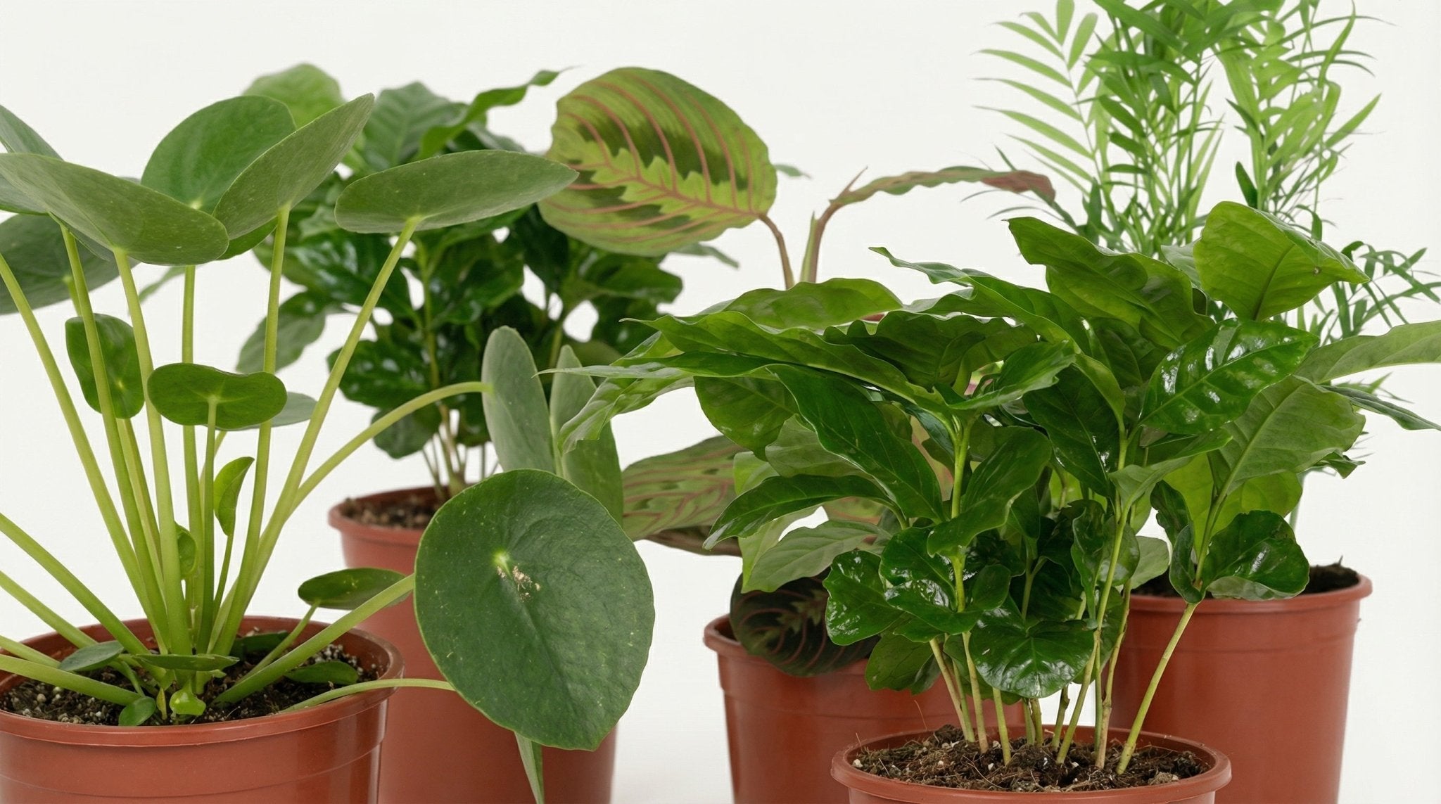 Diervriendelijke Plantenbox (4x) P 12 H 20 tot 40 cm - 4177 - PlantenShop24