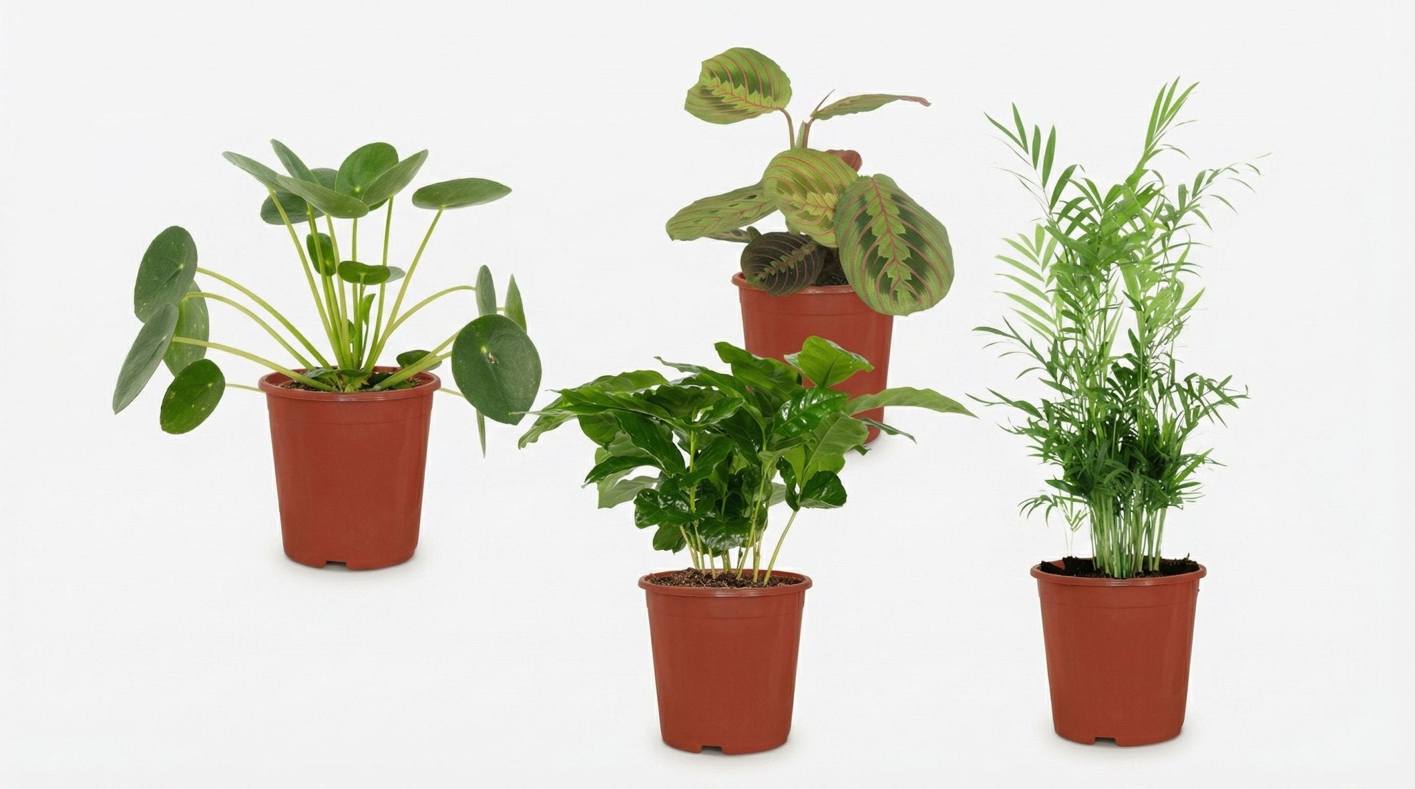 Diervriendelijke Plantenbox (4x) P 12 H 20 tot 40 cm - 4177 - PlantenShop24