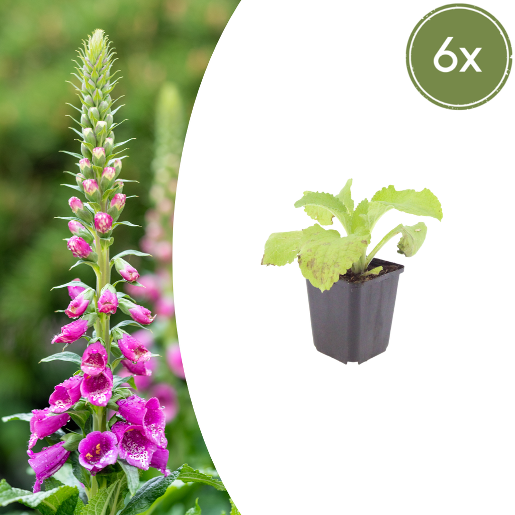 Digitalis purpurea potmaat 9 cm hoogte 10 tot 25 cm - 55891 - PlantenShop24