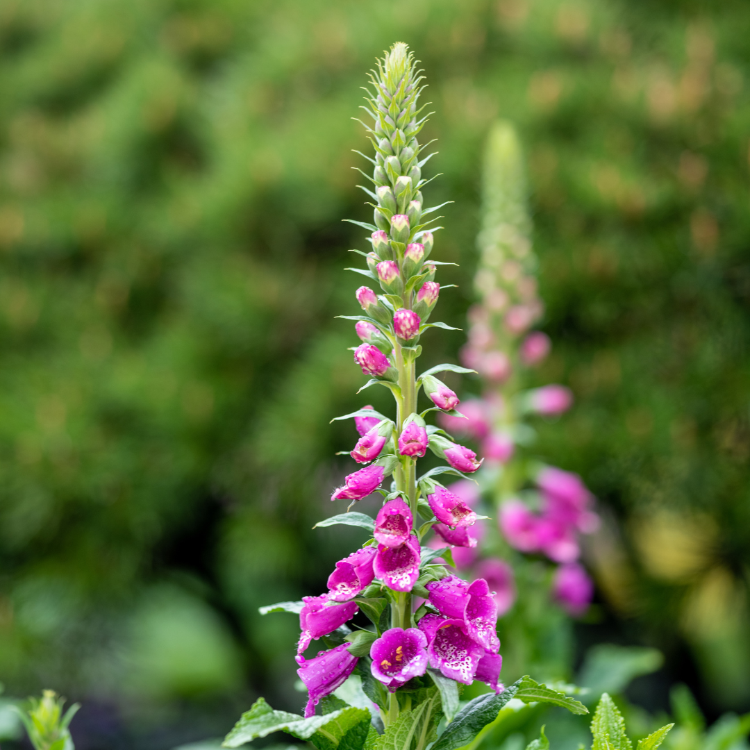 Digitalis purpurea potmaat 9 cm hoogte 10 tot 25 cm - 55895 - PlantenShop24