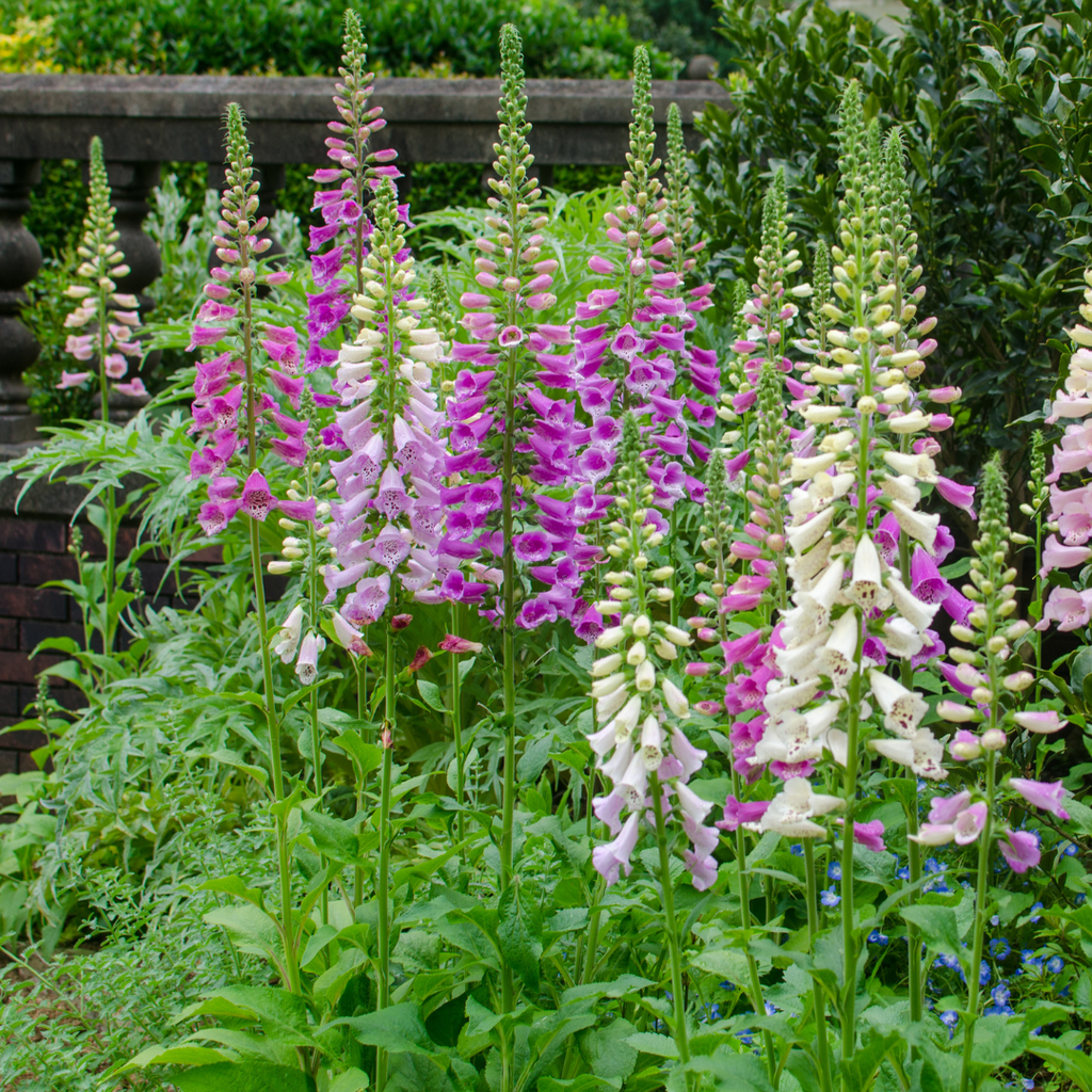 Digitalis purpurea potmaat 9 cm hoogte 10 tot 25 cm - 55895 - PlantenShop24
