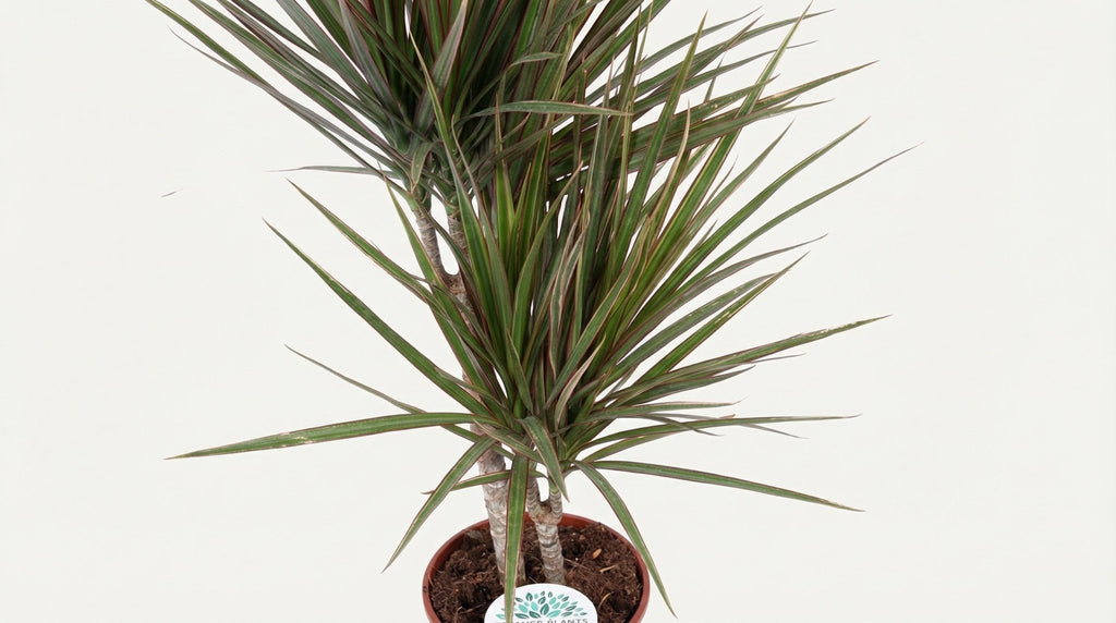 Dracaena Bicolor P 17 H 75 cm - 19116 - PlantenShop24