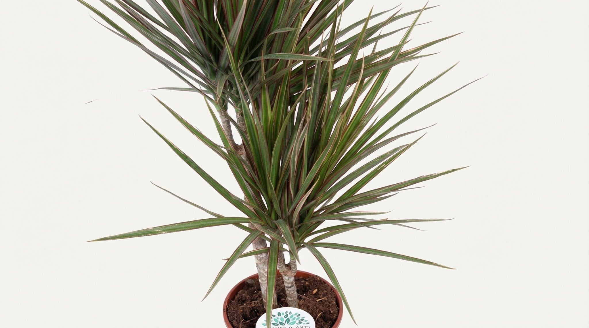 Dracaena Bicolor P 17 H 75 cm - 19116 - PlantenShop24