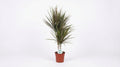Dracaena Bicolor P 17 H 75 cm - 19116 - PlantenShop24