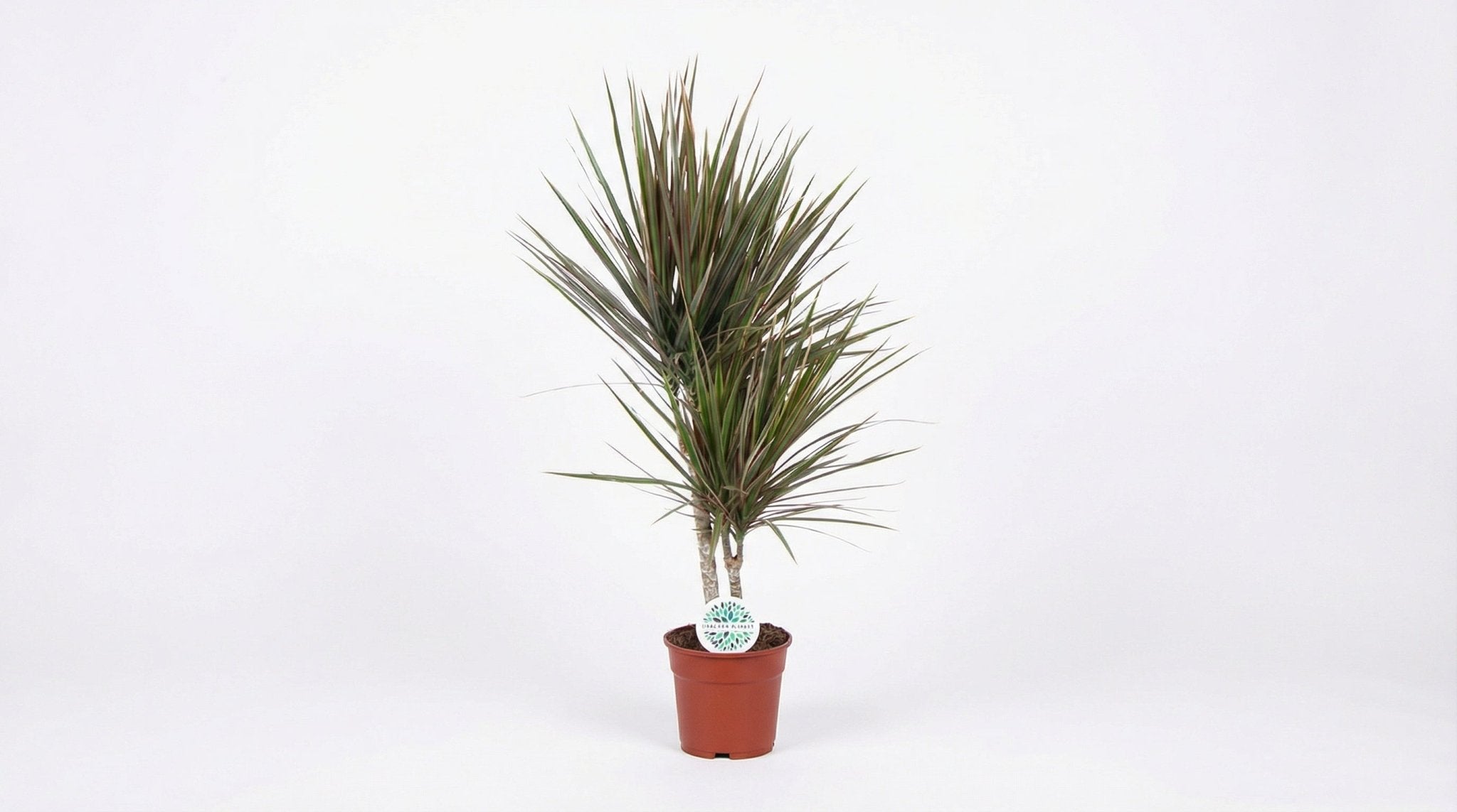 Dracaena Bicolor P 17 H 75 cm - 19116 - PlantenShop24