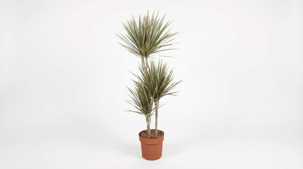 Dracaena Bicolor P 21 H 120 cm - 18146 - PlantenShop24