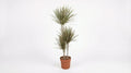 Dracaena Bicolor P 21 H 120 cm - 18146 - PlantenShop24