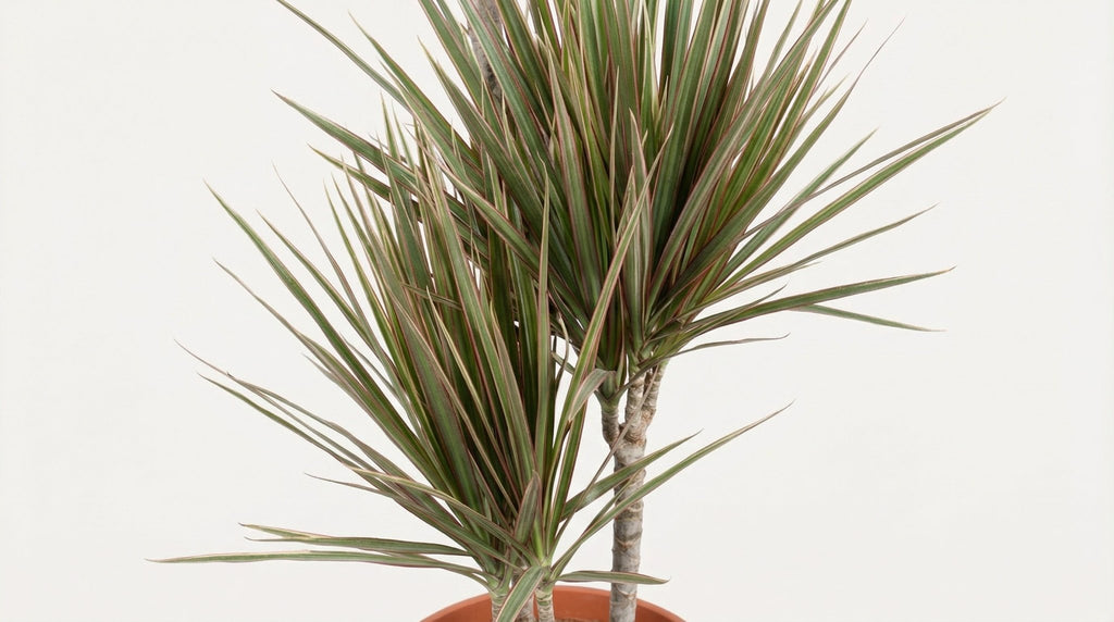 Dracaena Bicolor P 21 H 120 cm - 18146 - PlantenShop24