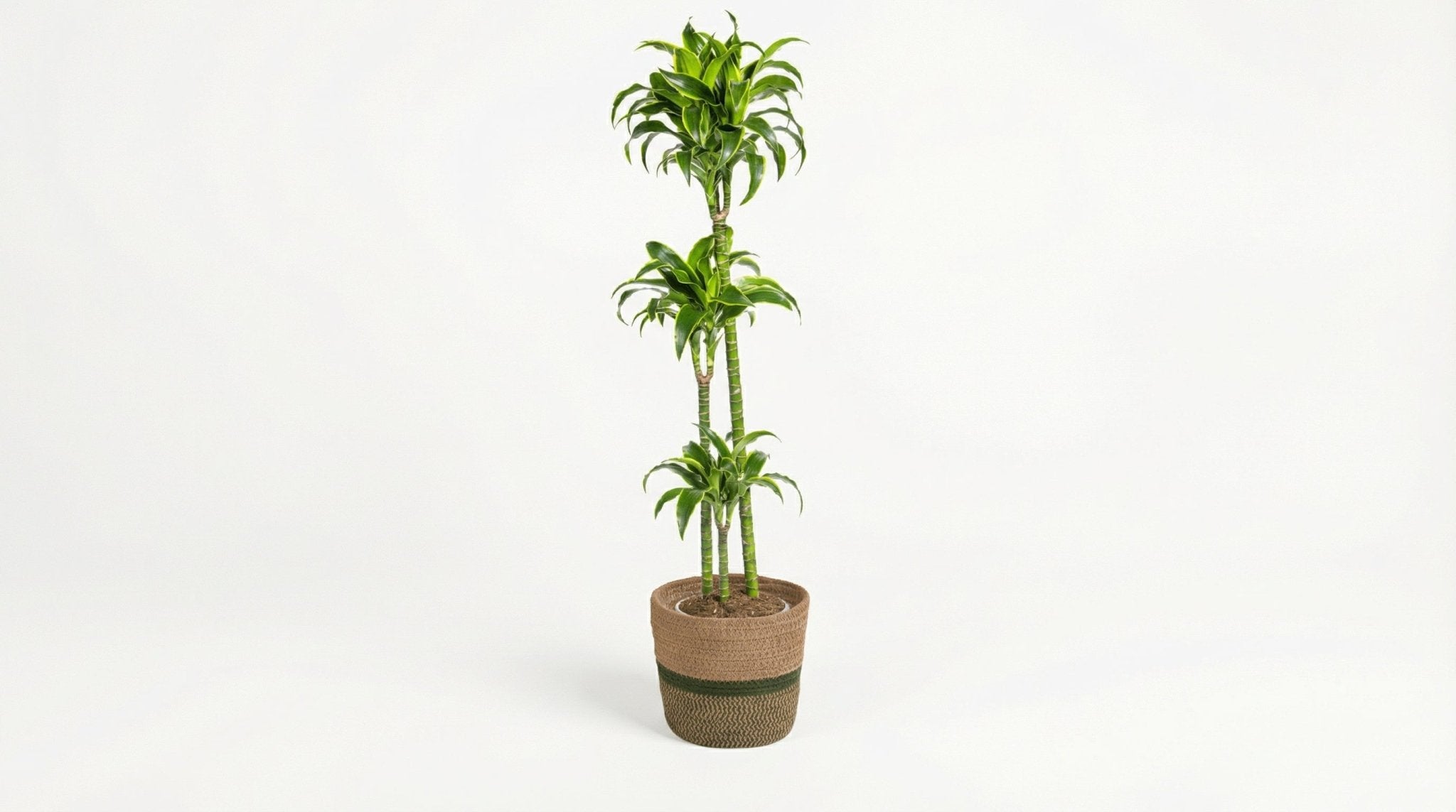 Dracaena Deremensis 'Dorado' (met mand) P 24 H 120 tot 140 cm - 48783 - PlantenShop24