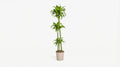 Dracaena Deremensis 'Dorado' P 24 H 120 tot 140 cm - 39735 - PlantenShop24