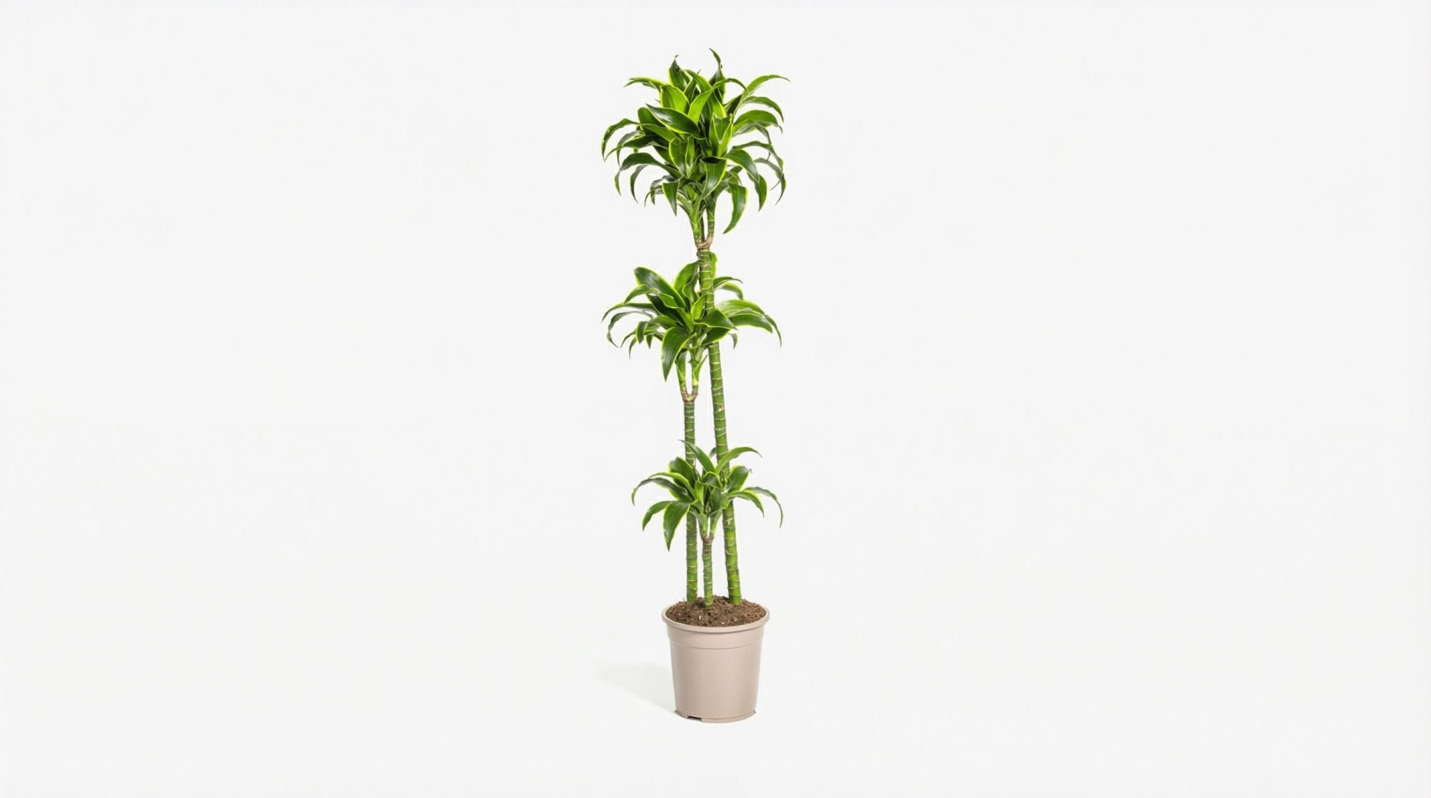 Dracaena Deremensis 'Dorado' P 24 H 120 tot 140 cm - 39735 - PlantenShop24