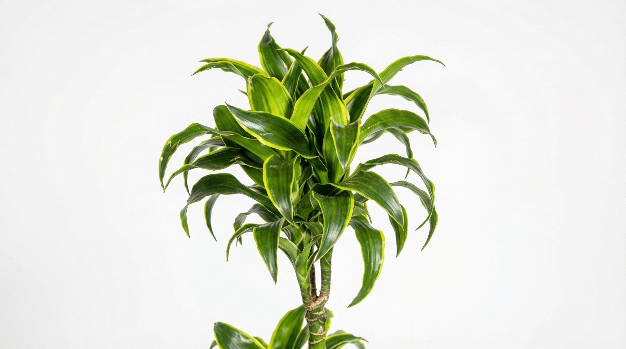 Dracaena Deremensis 'Dorado' P 24 H 120 tot 140 cm - 39735 - PlantenShop24