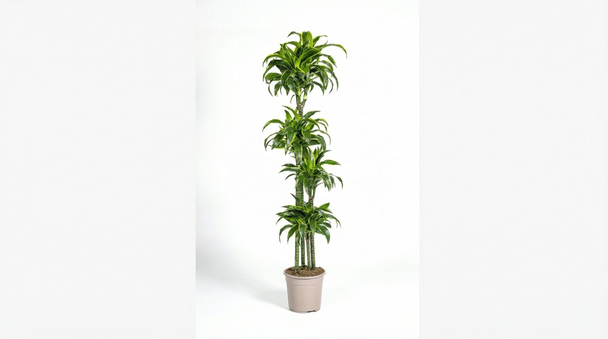 Dracaena Deremensis 'Dorado' P 27 H 170 tot 190 cm - 45242 - PlantenShop24