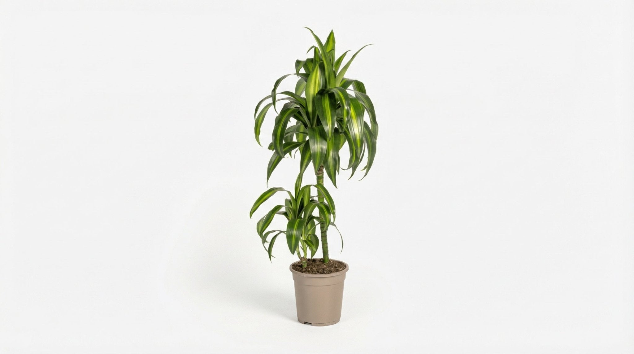 Dracaena Deremensis 'Hawaiian Sunshine' H 70 tot 90 cm - 39737 - PlantenShop24