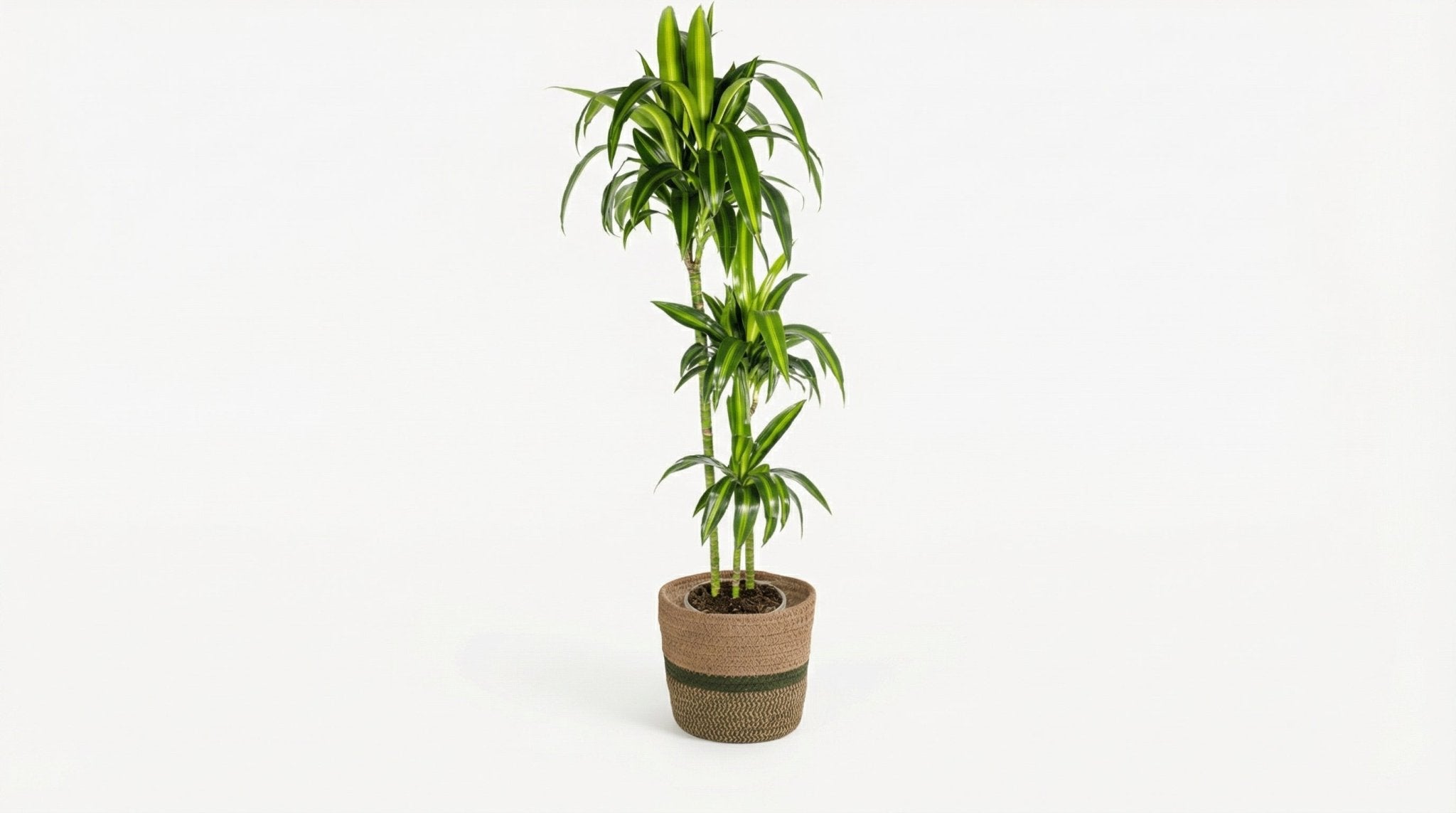 Dracaena Deremensis 'Hawaiian Sunshine' (met mand) P 24 H 130 tot 150 cm - 48785 - PlantenShop24