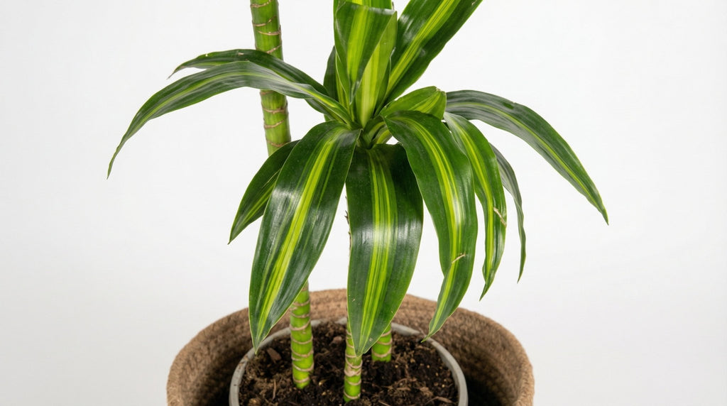 Dracaena Deremensis 'Hawaiian Sunshine' (met mand) P 24 H 130 tot 150 cm - 48785 - PlantenShop24