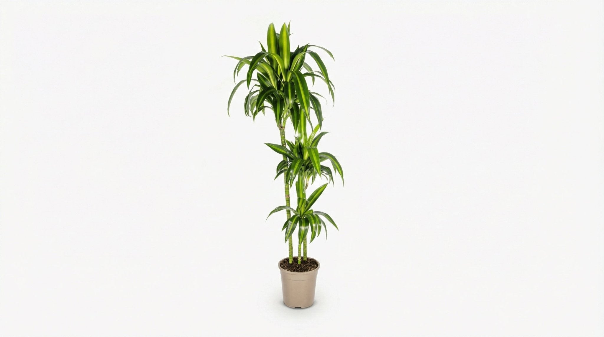 Dracaena Deremensis 'Hawaiian Sunshine' P 24 H 130 tot 150 cm - 39741 - PlantenShop24