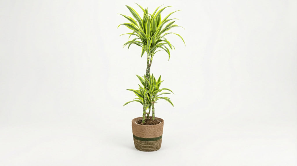 Dracaena Deremensis 'Lemon Lime' (met mand) P 21 H 90 tot 110 cm - 48765 - PlantenShop24