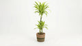 Dracaena Deremensis 'Lemon Lime' (met mand) P 21 H 90 tot 110 cm - 48765 - PlantenShop24