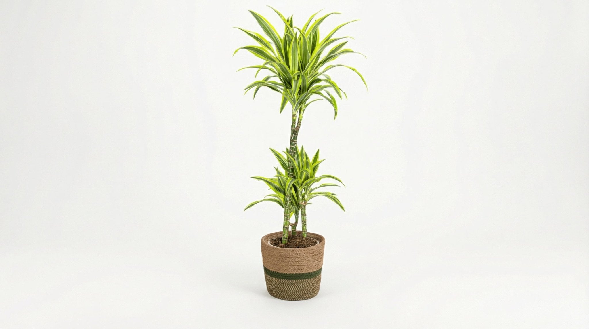 Dracaena Deremensis 'Lemon Lime' (met mand) P 21 H 90 tot 110 cm - 48765 - PlantenShop24