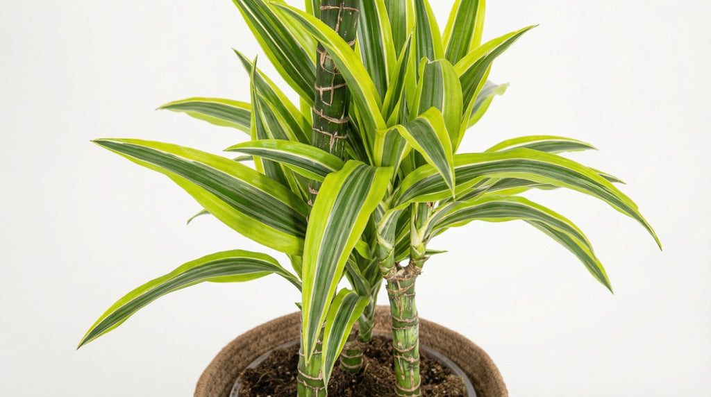 Dracaena Deremensis 'Lemon Lime' (met mand) P 21 H 90 tot 110 cm - 48765 - PlantenShop24