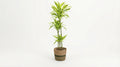 Dracaena Deremensis 'Lemon Lime' (met mand) P 24 H 130 tot 150 cm - 48767 - PlantenShop24