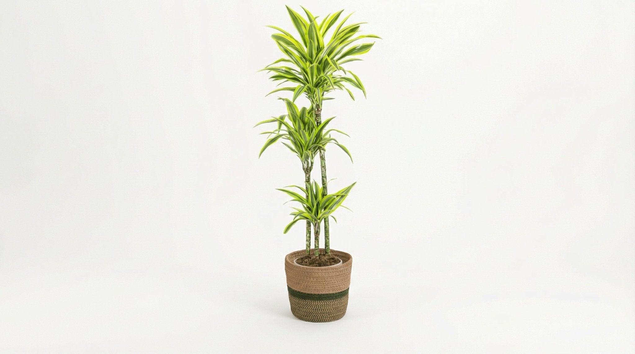 Dracaena Deremensis 'Lemon Lime' (met mand) P 24 H 130 tot 150 cm - 48767 - PlantenShop24