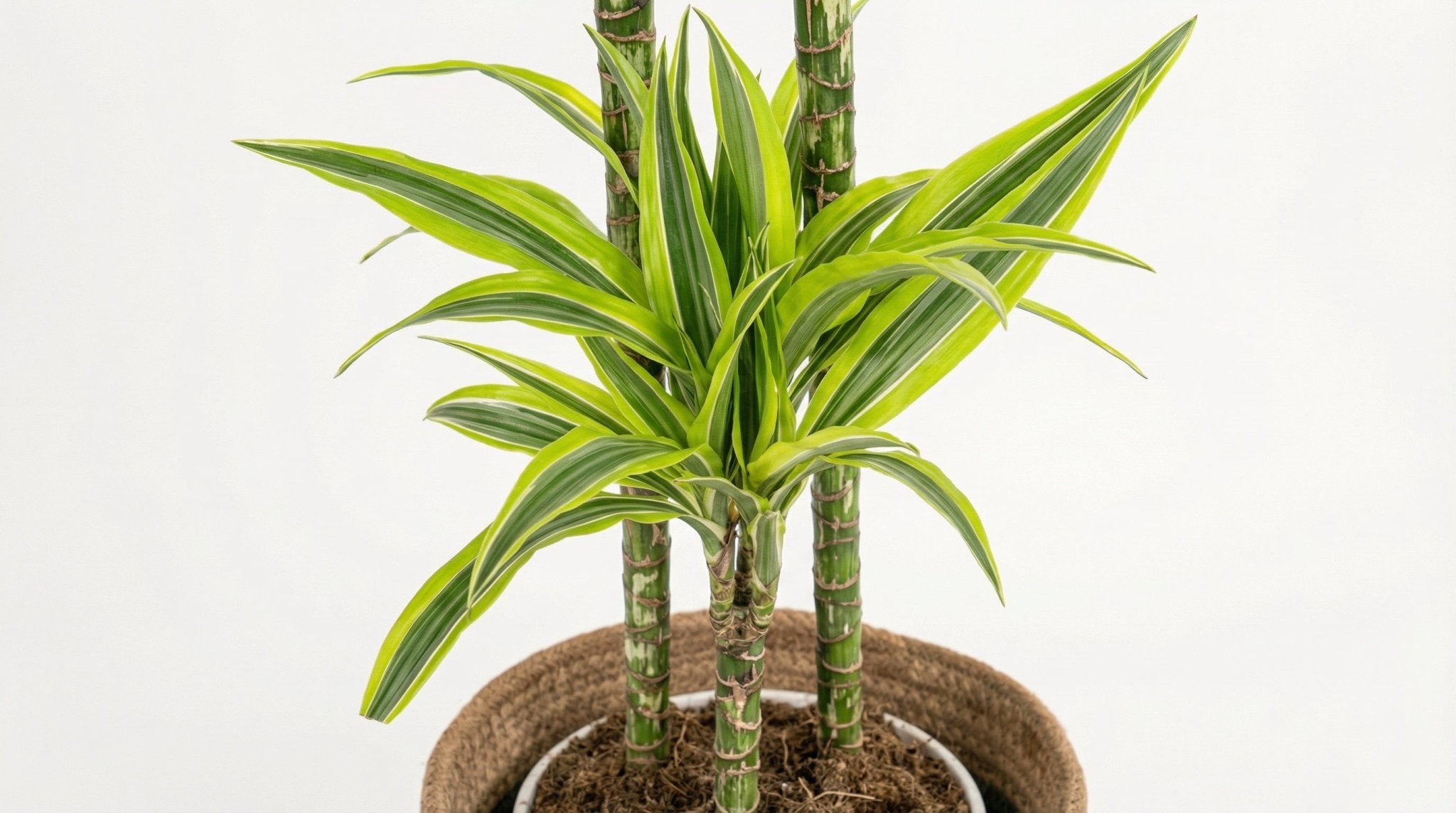 Dracaena Deremensis 'Lemon Lime' (met mand) P 24 H 130 tot 150 cm - 48767 - PlantenShop24