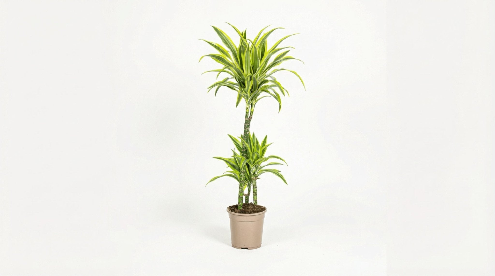 Dracaena Deremensis 'Lemon Lime' P 21 H 90 tot 110 cm - 39745 - PlantenShop24