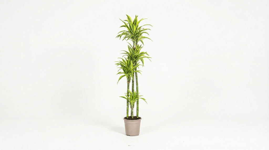 Dracaena Deremensis 'Lemon Lime' P 27 H 170 tot 190 cm - 45246 - PlantenShop24